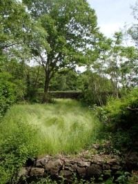Grassy Area on Trail